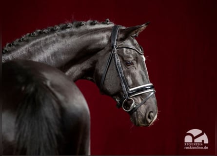 Trakehner, Stallion, 23 years, 16,2 hh, Black