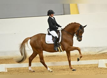 Trakehner, Stallion, 9 years, 16,2 hh, Chestnut