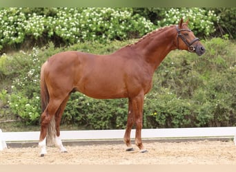 Trakehner, Stallion, 9 years, 16,2 hh, Chestnut