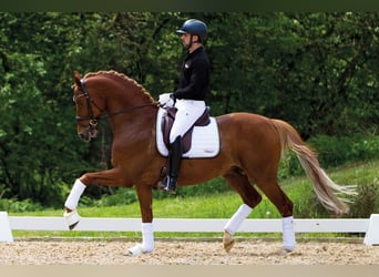 Trakehner, Stallion, 9 years, 16,2 hh, Chestnut
