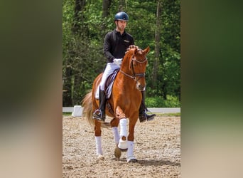 Trakehner, Stallion, 9 years, 16,2 hh, Chestnut