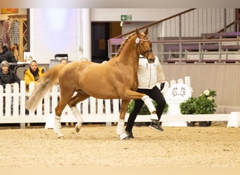 Trakehner, Stallion, 9 years, 16,2 hh, Chestnut