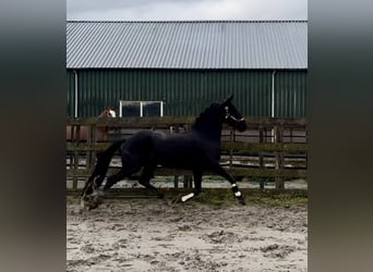 Warlander, Mare, 5 years, 15,3 hh, Black