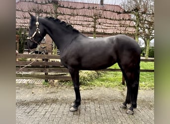 Warlander, Mare, 5 years, 15,3 hh, Black