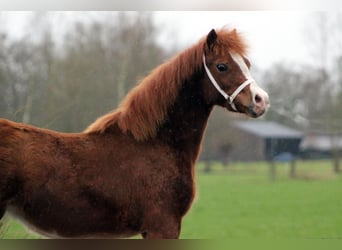 Welsh C (of Cob Type), Mare, 1 year, 12,2 hh