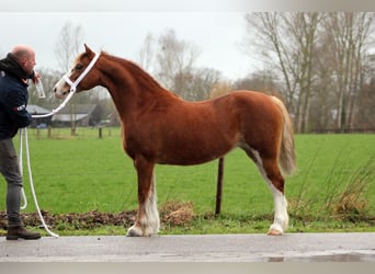 Welsh C (of Cob Type), Mare, 9 years, 12,2 hh, Chestnut-Red