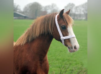 Welsh C (of Cob Type), Mare, 9 years, 12,2 hh, Chestnut-Red