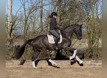 Westphalian, Gelding, 5 years, 16,1 hh, Black
