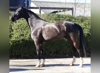 Westphalian, Gelding, 5 years, 16,1 hh, Black