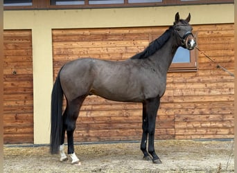 Westphalian, Gelding, 5 years, 17,2 hh, Brown