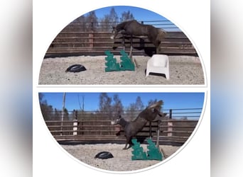 Zangersheider, Mare, Foal (03/2026)