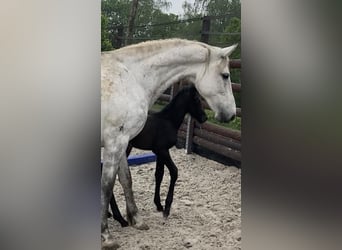 Zangersheider, Mare, Foal (03/2026)