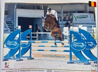 Zangersheider, Mare, Foal (03/2026)