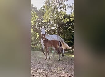 Zangersheider, Mare, Foal (03/2026)